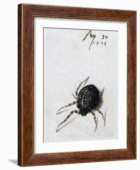 Female Spider, 1578-Joris Hoefnagel-Framed Giclee Print