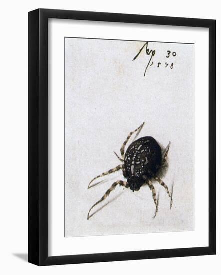 Female Spider, 1578-Joris Hoefnagel-Framed Giclee Print