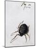 Female Spider, 1578-Joris Hoefnagel-Mounted Giclee Print