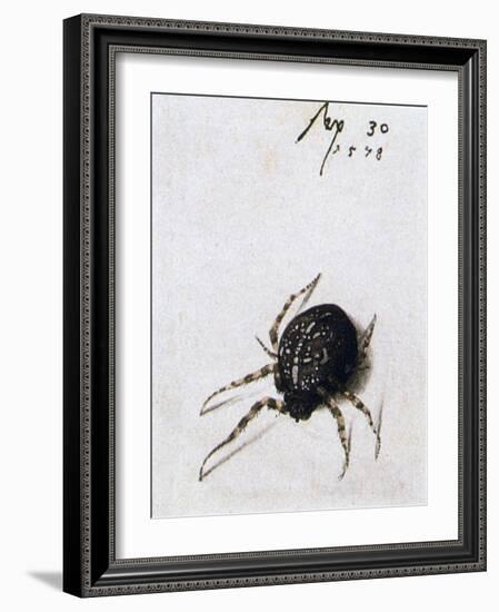 Female Spider, 1578-Joris Hoefnagel-Framed Giclee Print