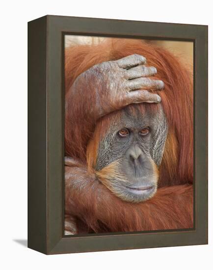 Female Sumatran Orangutan-Adam Jones-Framed Premier Image Canvas
