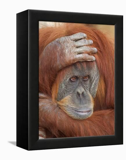 Female Sumatran Orangutan-Adam Jones-Framed Premier Image Canvas