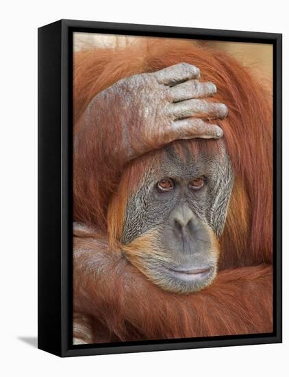 Female Sumatran Orangutan-Adam Jones-Framed Premier Image Canvas