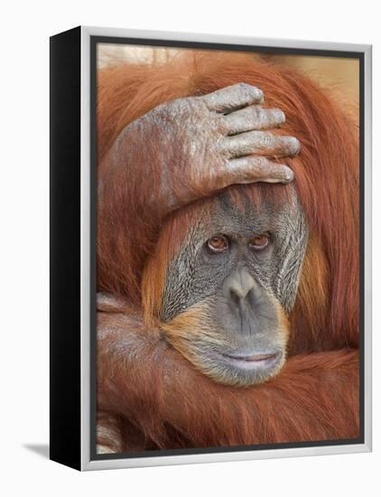 Female Sumatran Orangutan-Adam Jones-Framed Premier Image Canvas