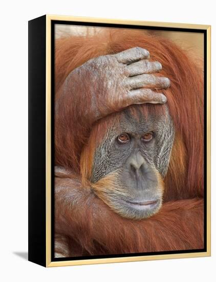 Female Sumatran Orangutan-Adam Jones-Framed Premier Image Canvas