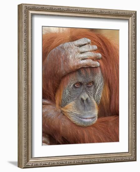 Female Sumatran Orangutan-Adam Jones-Framed Photographic Print