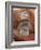 Female Sumatran Orangutan-Adam Jones-Framed Photographic Print