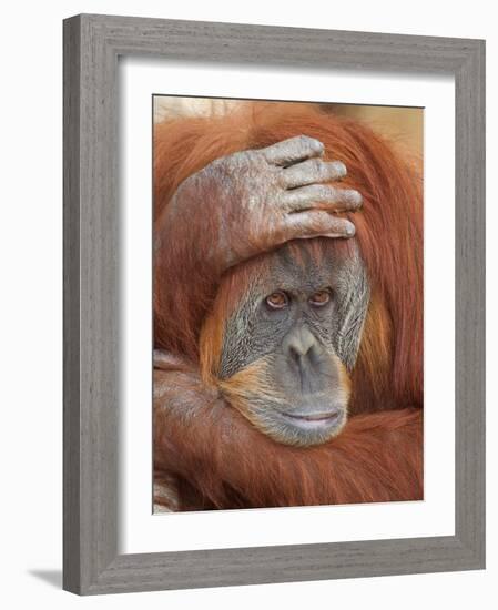 Female Sumatran Orangutan-Adam Jones-Framed Photographic Print