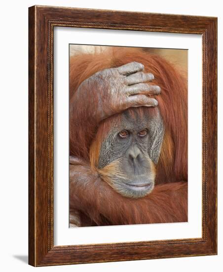 Female Sumatran Orangutan-Adam Jones-Framed Photographic Print