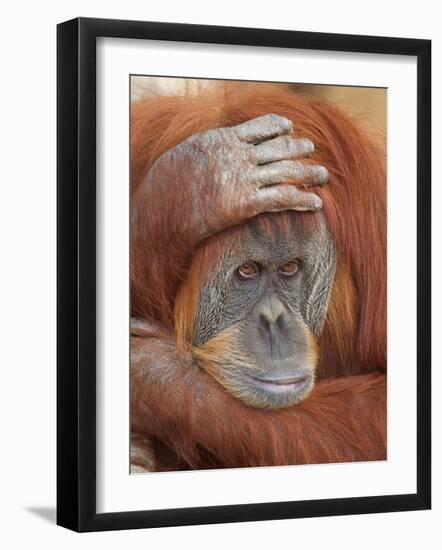 Female Sumatran Orangutan-Adam Jones-Framed Photographic Print