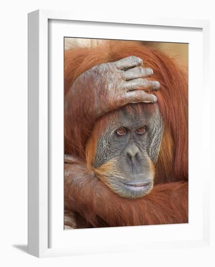 Female Sumatran Orangutan-Adam Jones-Framed Photographic Print