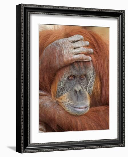 Female Sumatran Orangutan-Adam Jones-Framed Photographic Print