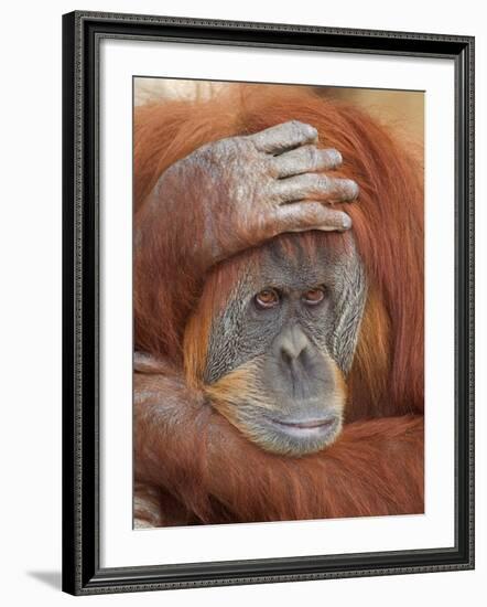 Female Sumatran Orangutan-Adam Jones-Framed Photographic Print