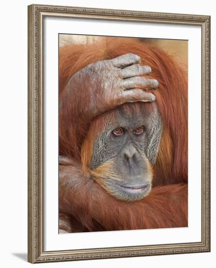 Female Sumatran Orangutan-Adam Jones-Framed Photographic Print