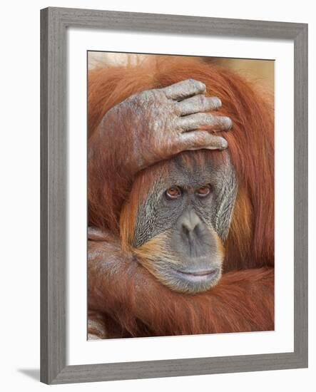 Female Sumatran Orangutan-Adam Jones-Framed Photographic Print