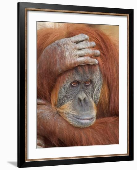 Female Sumatran Orangutan-Adam Jones-Framed Photographic Print