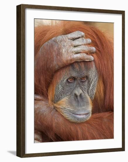 Female Sumatran Orangutan-Adam Jones-Framed Photographic Print