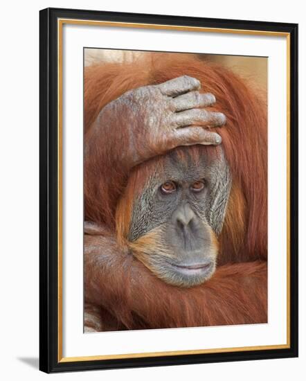 Female Sumatran Orangutan-Adam Jones-Framed Photographic Print