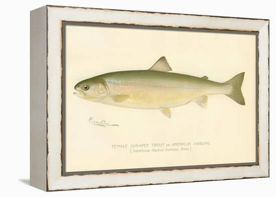 Female Sunapee Trout-null-Framed Premier Image Canvas