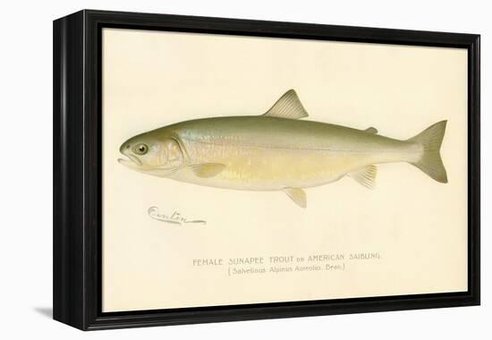 Female Sunapee Trout-null-Framed Premier Image Canvas
