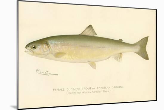 Female Sunapee Trout-null-Mounted Giclee Print