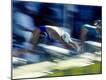 Premium Photographic Print