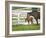 Female Thoroughbred and Foal, Donamire Horse Farm, Lexington, Kentucky-Adam Jones-Framed Photographic Print