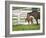 Female Thoroughbred and Foal, Donamire Horse Farm, Lexington, Kentucky-Adam Jones-Framed Photographic Print