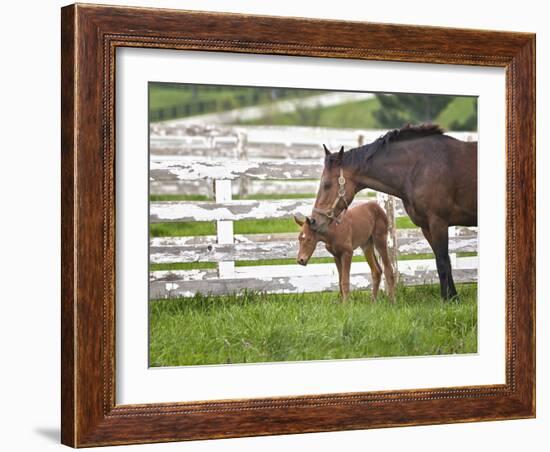 Female Thoroughbred and Foal, Donamire Horse Farm, Lexington, Kentucky-Adam Jones-Framed Photographic Print