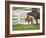 Female Thoroughbred and Foal, Donamire Horse Farm, Lexington, Kentucky-Adam Jones-Framed Photographic Print