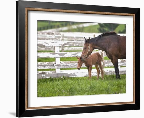 Female Thoroughbred and Foal, Donamire Horse Farm, Lexington, Kentucky-Adam Jones-Framed Photographic Print