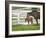 Female Thoroughbred and Foal, Donamire Horse Farm, Lexington, Kentucky-Adam Jones-Framed Photographic Print