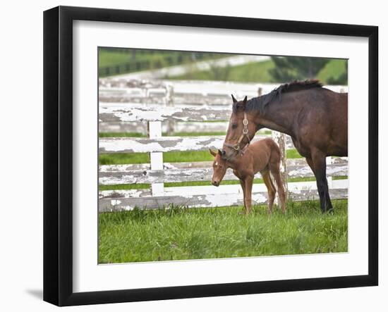 Female Thoroughbred and Foal, Donamire Horse Farm, Lexington, Kentucky-Adam Jones-Framed Photographic Print