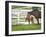 Female Thoroughbred and Foal, Donamire Horse Farm, Lexington, Kentucky-Adam Jones-Framed Photographic Print