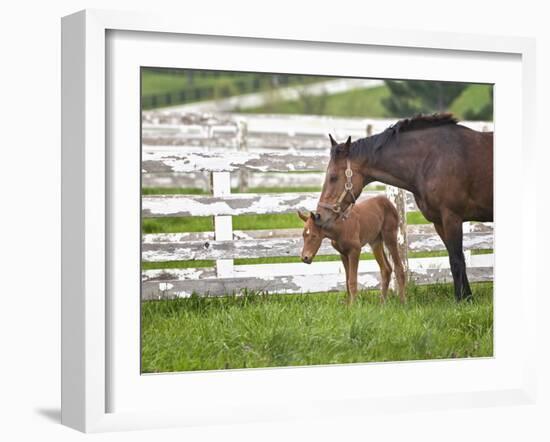 Female Thoroughbred and Foal, Donamire Horse Farm, Lexington, Kentucky-Adam Jones-Framed Photographic Print