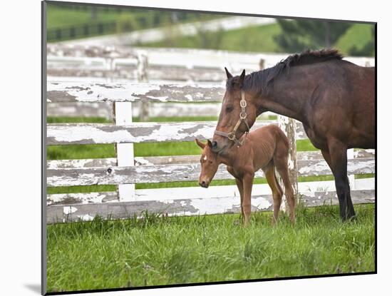 Female Thoroughbred and Foal, Donamire Horse Farm, Lexington, Kentucky-Adam Jones-Mounted Photographic Print