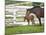 Female Thoroughbred and Foal, Donamire Horse Farm, Lexington, Kentucky-Adam Jones-Mounted Photographic Print