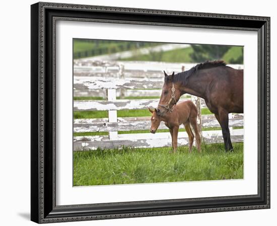 Female Thoroughbred and Foal, Donamire Horse Farm, Lexington, Kentucky-Adam Jones-Framed Photographic Print