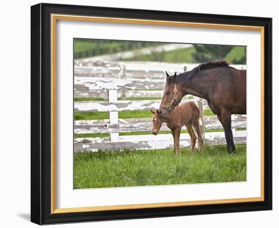 Female Thoroughbred and Foal, Donamire Horse Farm, Lexington, Kentucky-Adam Jones-Framed Photographic Print