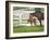 Female Thoroughbred and Foal, Donamire Horse Farm, Lexington, Kentucky-Adam Jones-Framed Photographic Print