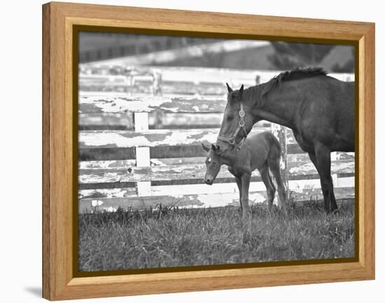 Female Thoroughbred and Foal, Donamire Horse Farm, Lexington, Kentucky-Adam Jones-Framed Premier Image Canvas