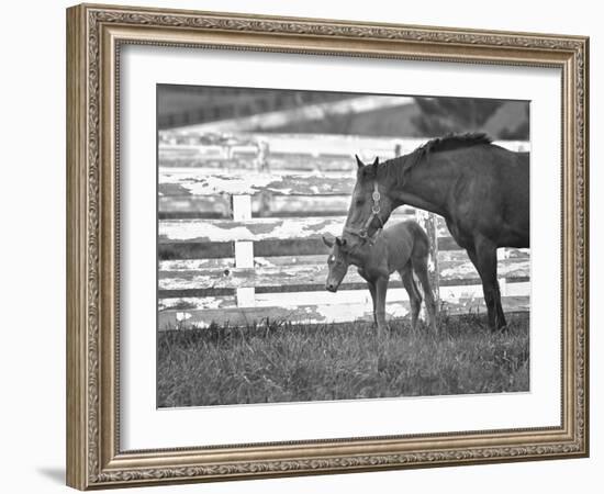 Female Thoroughbred and Foal, Donamire Horse Farm, Lexington, Kentucky-Adam Jones-Framed Photographic Print