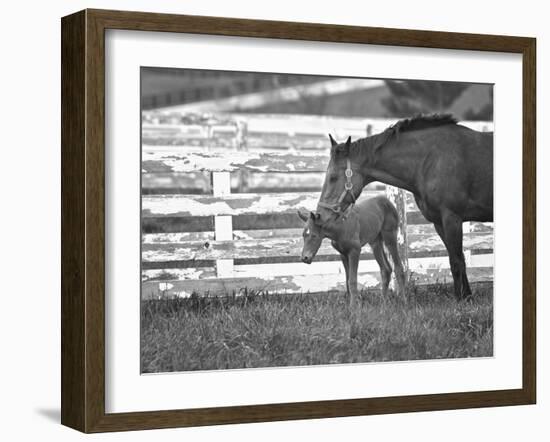 Female Thoroughbred and Foal, Donamire Horse Farm, Lexington, Kentucky-Adam Jones-Framed Photographic Print