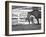 Female Thoroughbred and Foal, Donamire Horse Farm, Lexington, Kentucky-Adam Jones-Framed Photographic Print