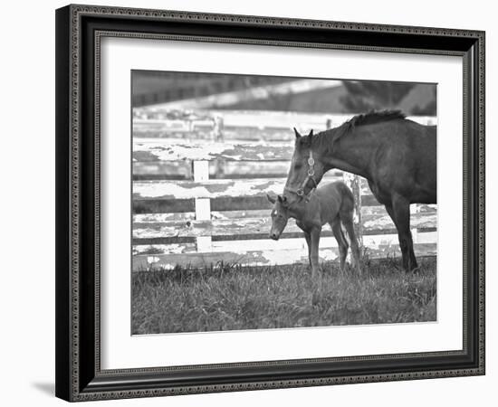 Female Thoroughbred and Foal, Donamire Horse Farm, Lexington, Kentucky-Adam Jones-Framed Photographic Print