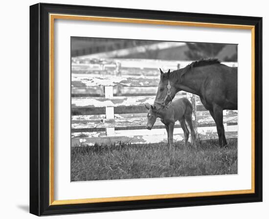 Female Thoroughbred and Foal, Donamire Horse Farm, Lexington, Kentucky-Adam Jones-Framed Photographic Print