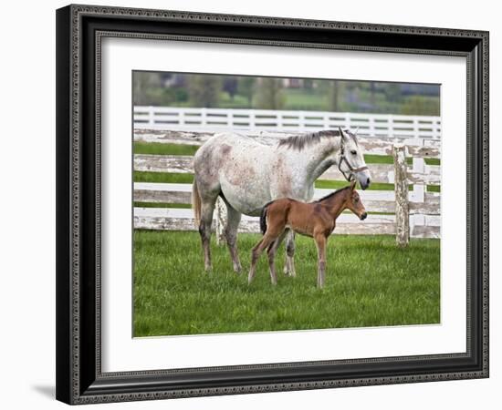 Female Thoroughbred and Foal, Donamire Horse Farm, Lexington, Kentucky-Adam Jones-Framed Photographic Print