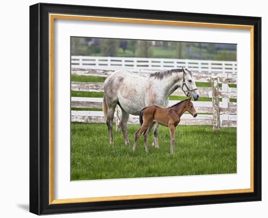 Female Thoroughbred and Foal, Donamire Horse Farm, Lexington, Kentucky-Adam Jones-Framed Photographic Print