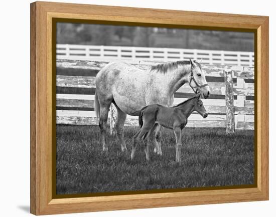 Female Thoroughbred and Foal, Donamire Horse Farm, Lexington, Kentucky-Adam Jones-Framed Premier Image Canvas