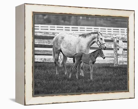 Female Thoroughbred and Foal, Donamire Horse Farm, Lexington, Kentucky-Adam Jones-Framed Premier Image Canvas